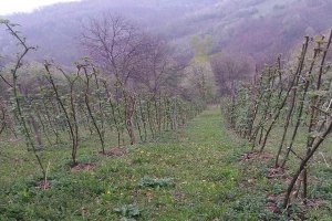Narednih sedam dana oblačno s kišom