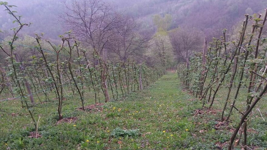 Narednih sedam dana oblačno s kišom
