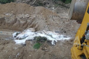 Uklonjene 143 svinje zbog afričke kuge, na oprezu i Posavina