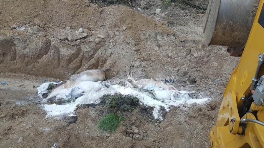 Uklonjene 143 svinje zbog afričke kuge, na oprezu i Posavina