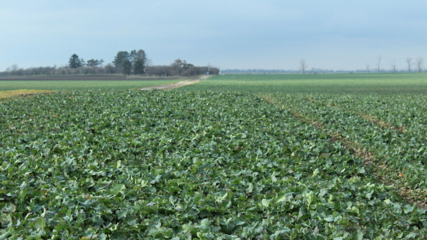 Koje količine đubriva su potrebne za prihranu uljane repice?
