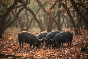 580 tisuća ha privatnih šuma kojih kao i da nema