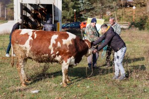 Ukupno 48 steonih junica stiglo u domaćinstva u tri bh. grada