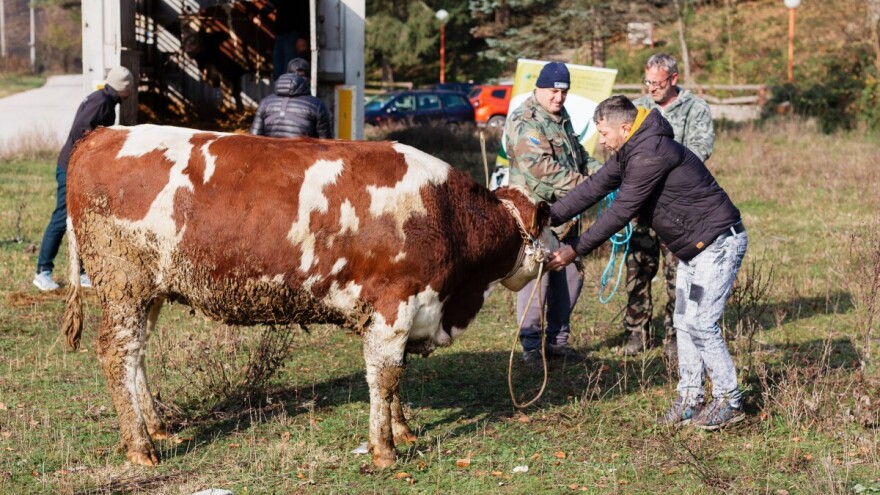 Ukupno 48 steonih junica stiglo u domaćinstva u tri bh. grada