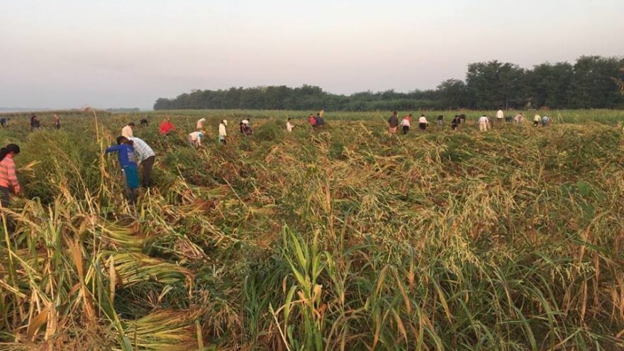 Na njivama i u voćnjacima uvek ima posla, a sezonskih radnika je sve manje
