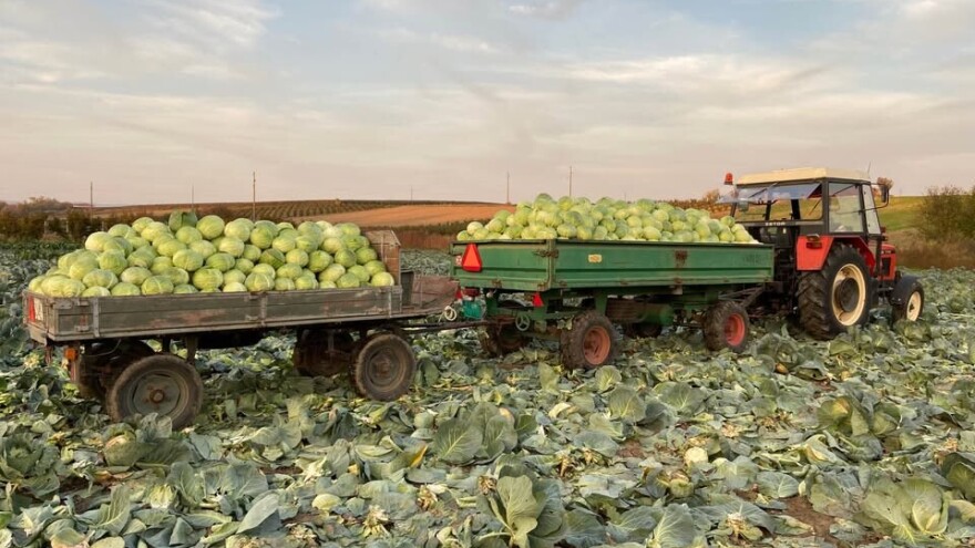 Niska cena kupusa "ore" njive povrtara