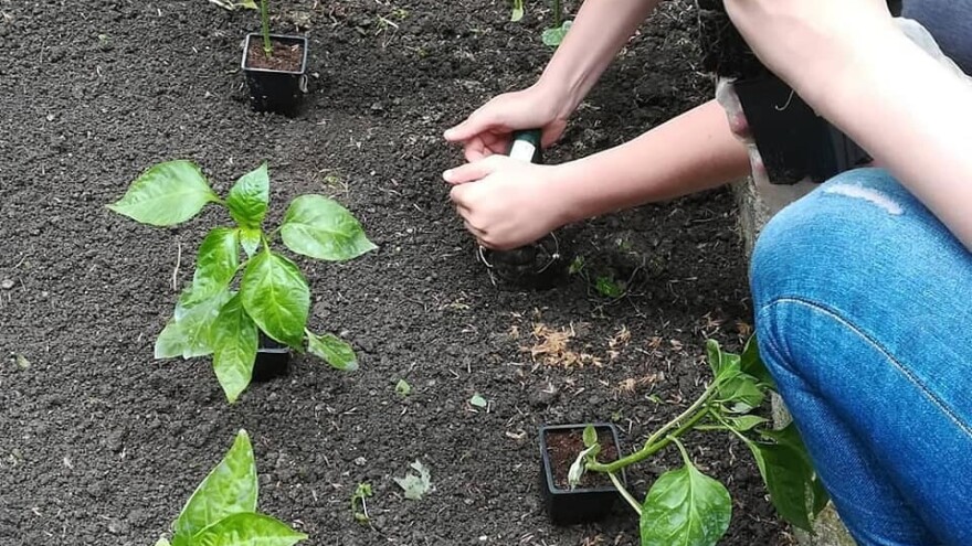 Urbani povrtari organizuju radionice u Novom Sadu