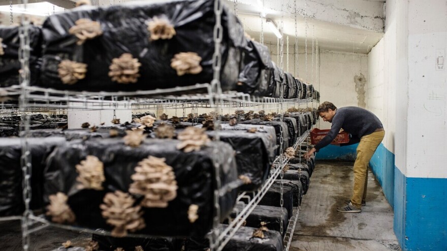 Podzemna parkirališta: Dileri i narkomani morali ustupiti mjesto gljivama i endiviji