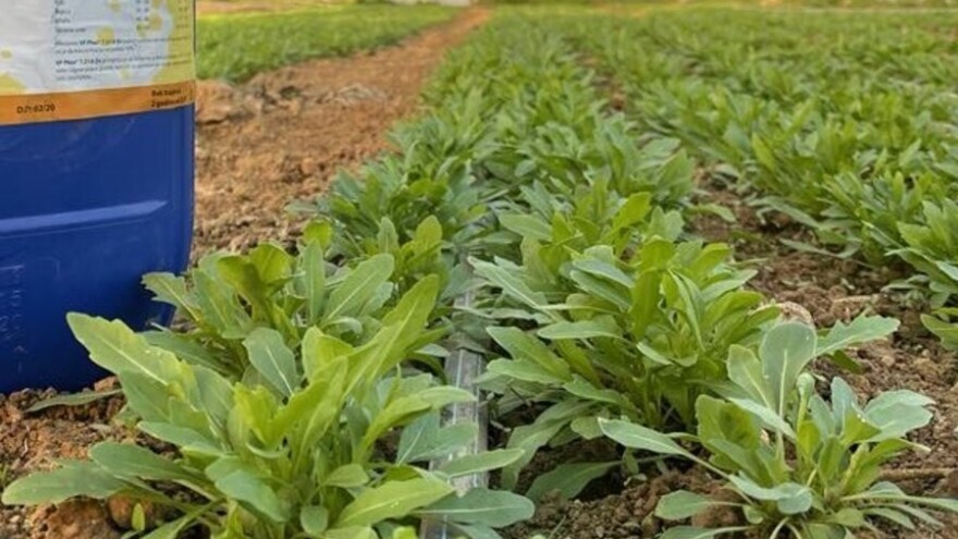 Uzgoj rukole: Sjetvu na otvorenom planirajte u martu