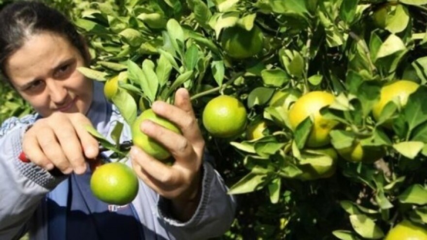 Proizvođači u strahu - ugrožen hrvatski izvoz?