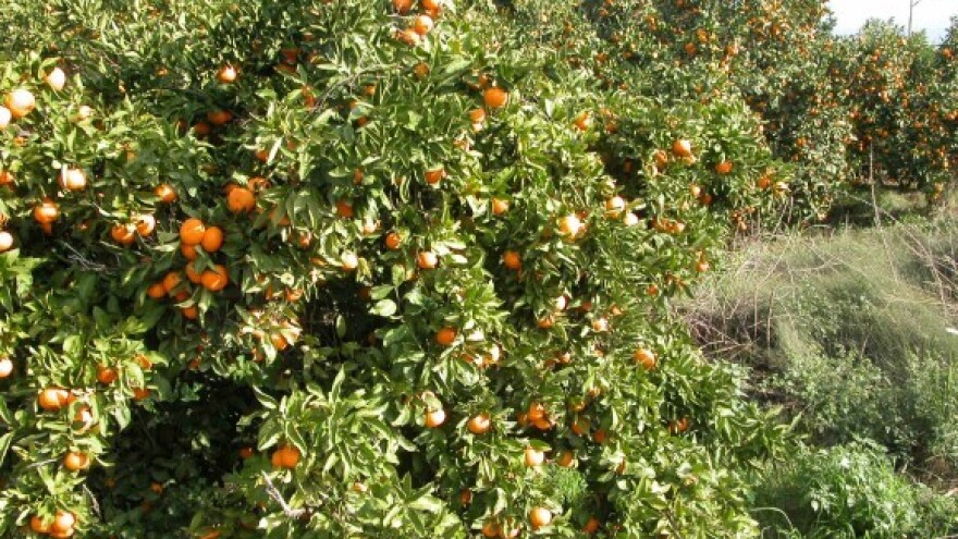 Beru se rane sorte mandarina!