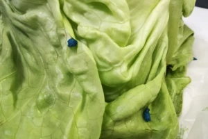 Zelena salata sa plavim mrljama završila u rukama potrošača. Inspekcije se to ne tiče?