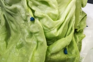Zelena salata sa plavim mrljama završila u rukama potrošača. Inspekcije se to ne tiče?