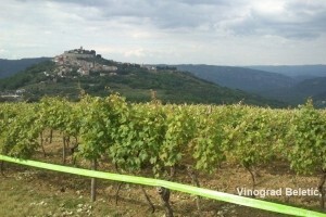 Dani Vinograda - Bayer
