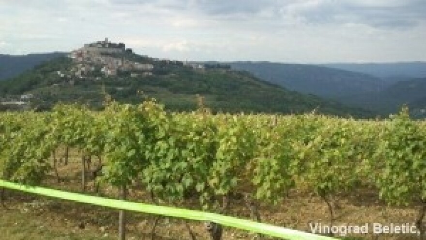 Dani Vinograda - Bayer