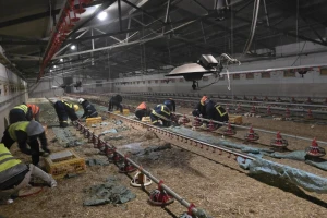 Požar na farmi u Velikom Bukovcu: Uginule tisuće pilića, oštećena oprema