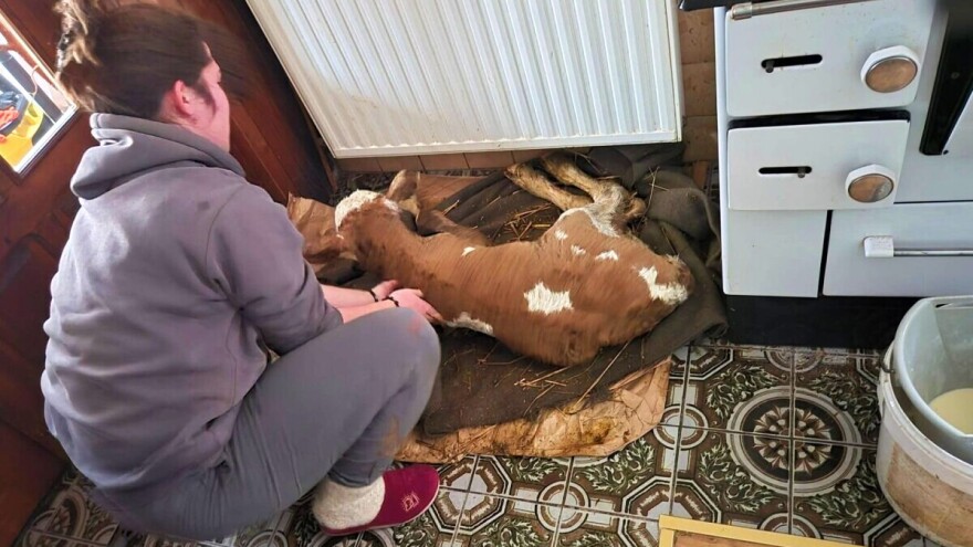 Života stigao kod Simovića: "Tele na ćebe, pa u kuću pored šporeta"