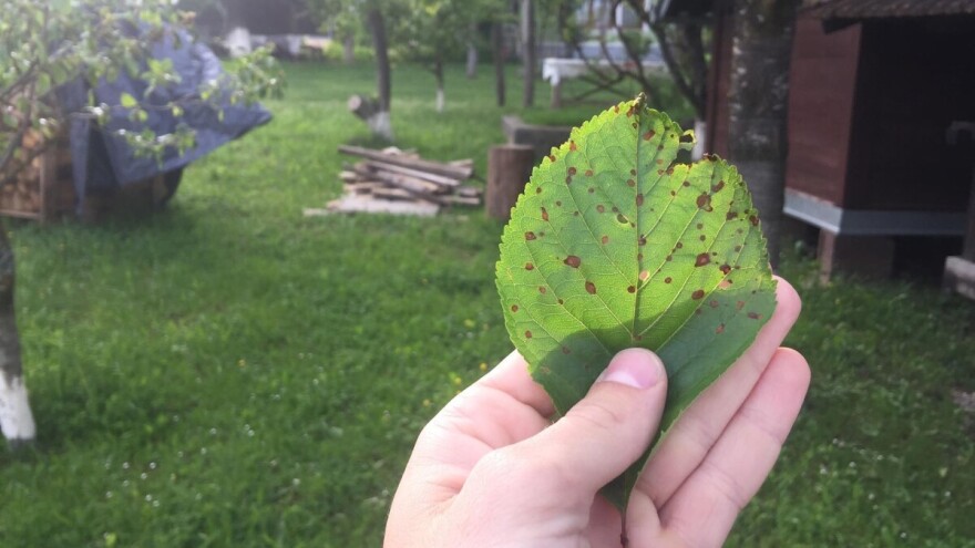 Trešnja već prispjeva za berbu, a vrijeme pogoduje kozičavosti lista, tretirajte voće