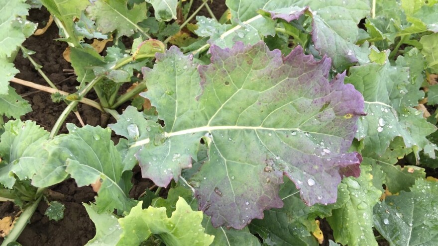 Turnip yellow virus može smanjiti prinos uljane repice i do 15 posto, što činiti?