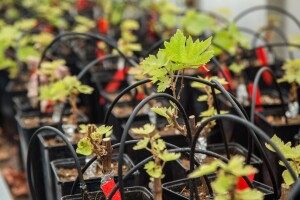 Otkrivene stare sorte vinove loze otporne na klimatske promjene?