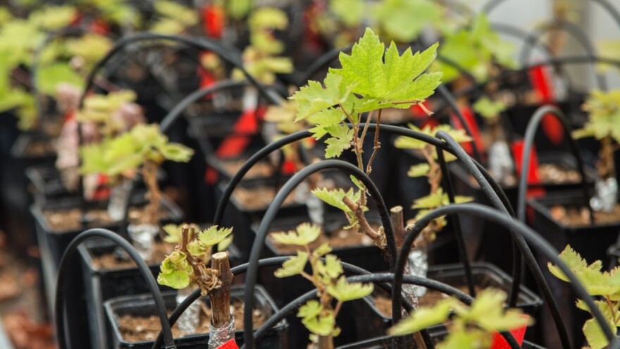Otkrivene stare sorte vinove loze otporne na klimatske promjene?