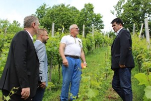 Uz šljive, jabuke i kruške - na Majevici odlično rodi i grožđe