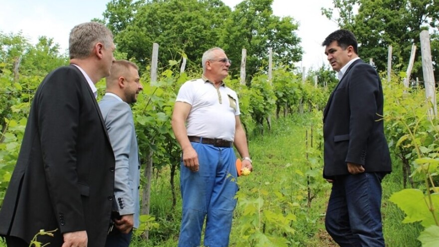 Uz šljive, jabuke i kruške - na Majevici odlično rodi i grožđe