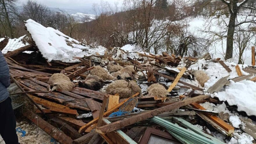 Snijeg srušio štalu u Bugojnu, stradalo više od 20 ovaca i koza