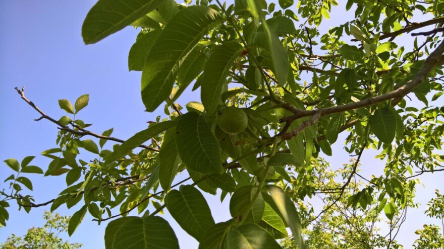 Tihomir Sotinac: Orah je kad dođe u rod jako zahvalan, ali ga treba čekati