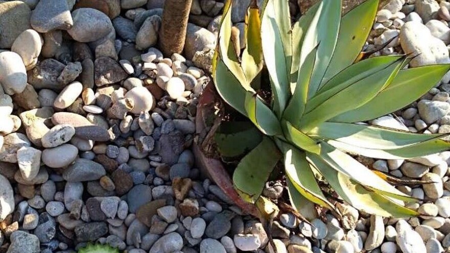 Opljačkan Botanički vrt, odrezani i odneseni vrijedni kaktusi