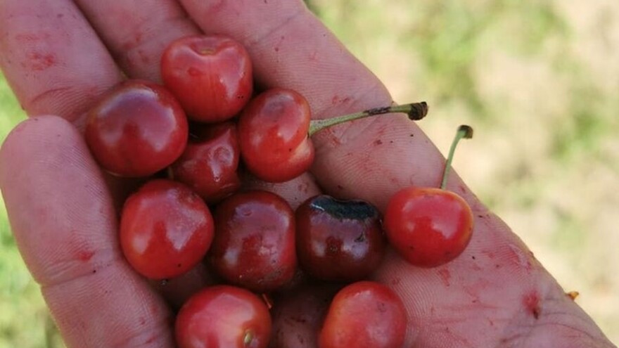 Kiša uništila kvalitetu, odustao od berbe višanja, ali kaže: Nije poanta posjeći ili baciti