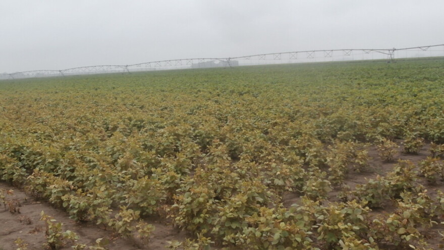 Grinje i dalje prete usevima soje. Reagujte na vreme!