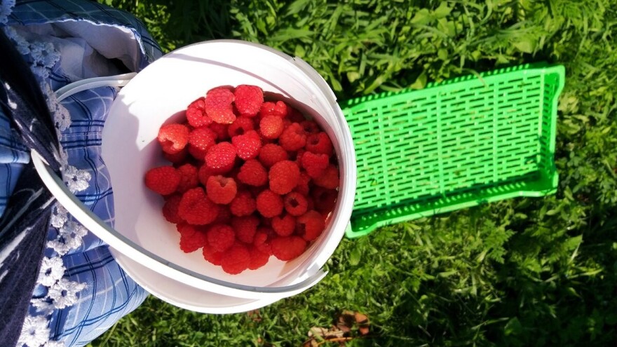 Objavljena minimalna otkupna cijena malina u BiH za 2019. Hoće ići gore?