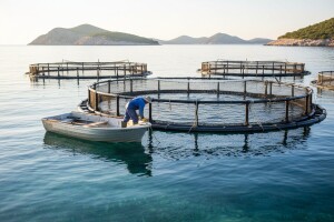 66 mililijuna kuna poticaja za ribarstvo