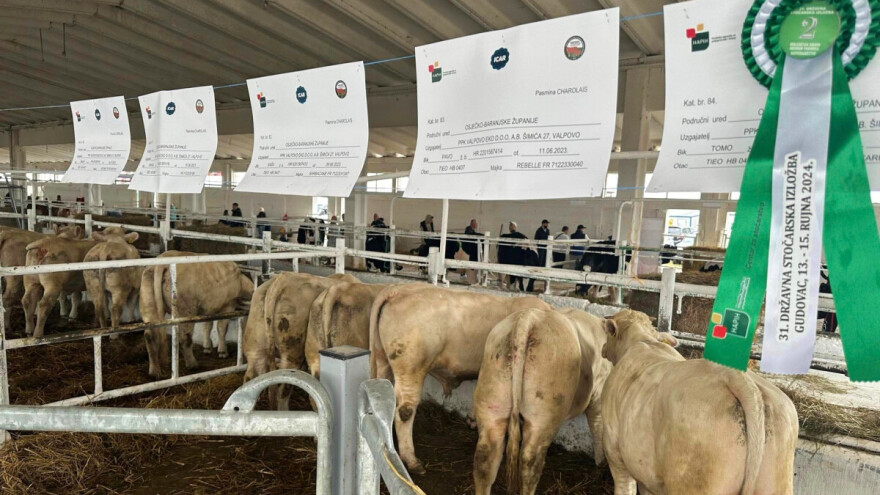 Po vrhunske bikove i junice ne treba ići u Francusku, može ih se kupiti i u Hrvatskoj