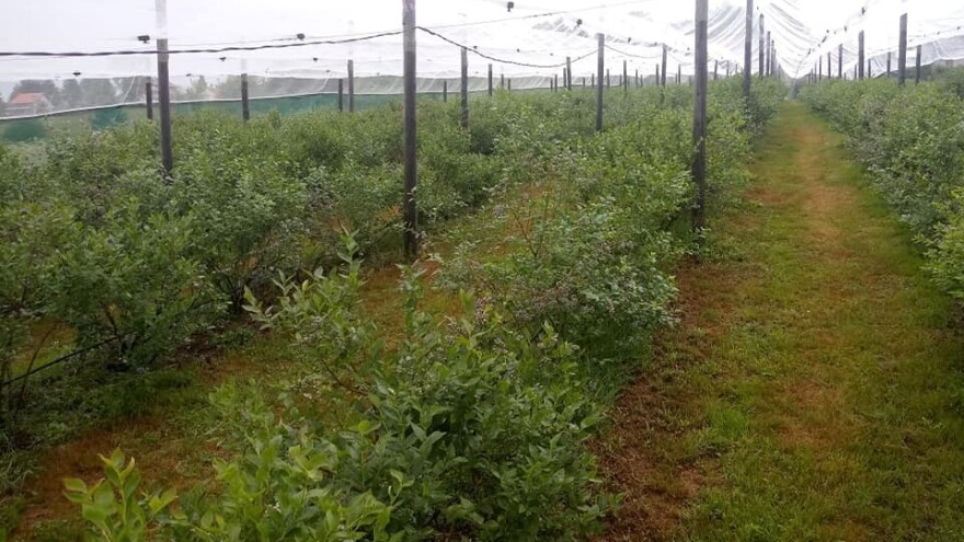 Porodica Gljiva se već šest godina uspješno bavi uzgojem organske borovnice