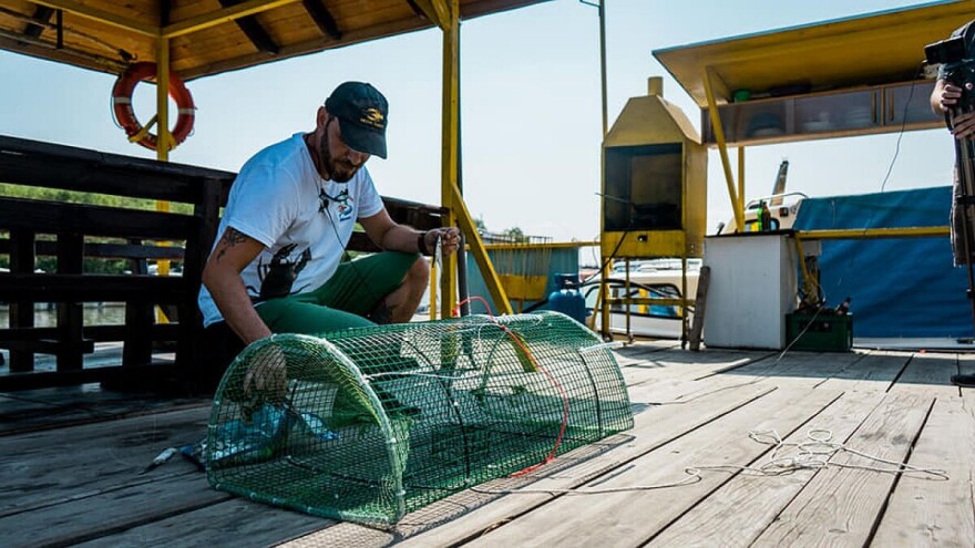 Invazivni rakovi uništavaju narušen riblji fond u našim rekama