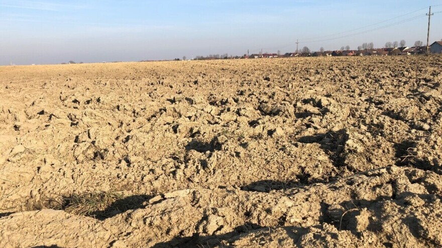 Proljetna sjetva: očekuje se povećanje površina pod kukuruzom i šećernom repom?