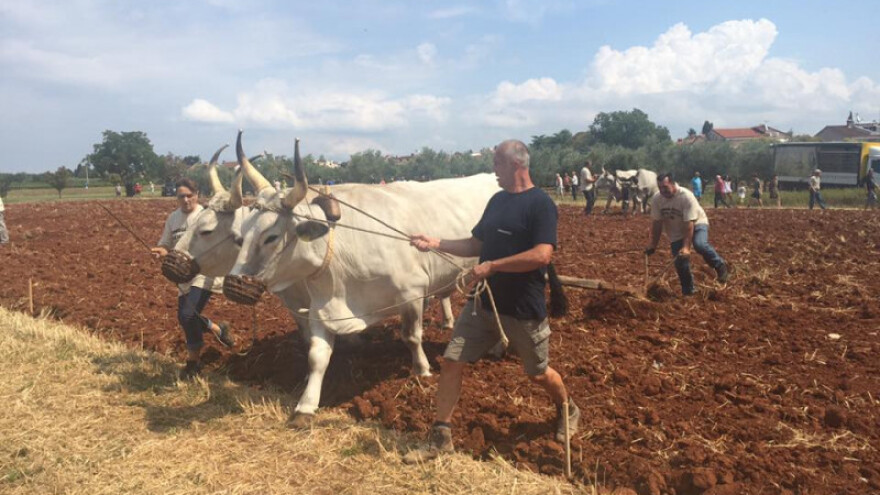 Istarska goveda na oračkom natjecanju