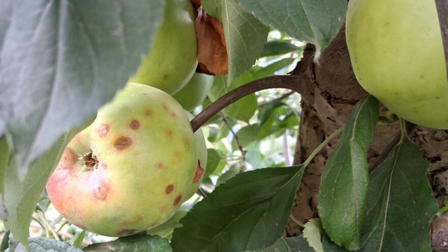 I prekomerno đubrenje izaziva pojavu gorkih pega na jabukama. Kako ih sprečiti?