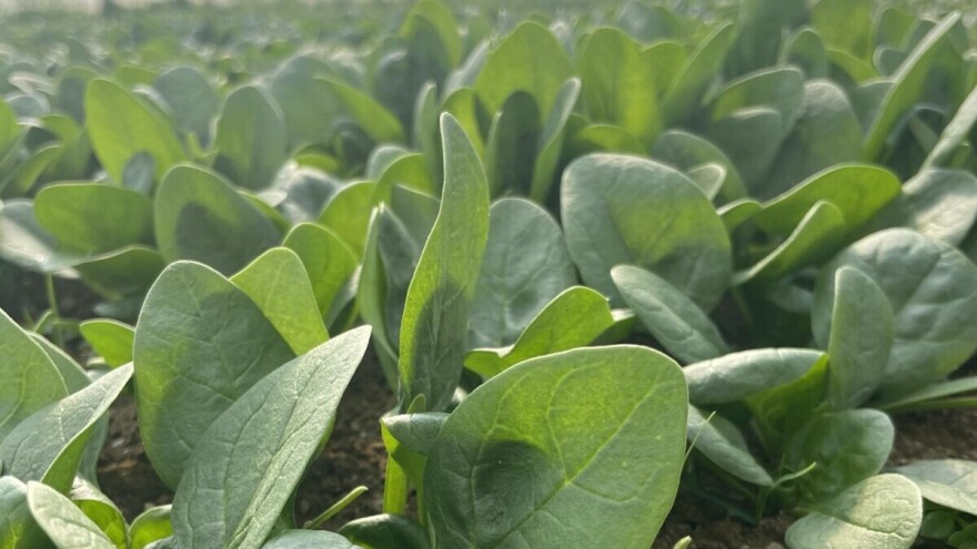 Spanać u plasteniku: Šta ne smete raditi ako želite zdrav i uspešan rod do proleća?