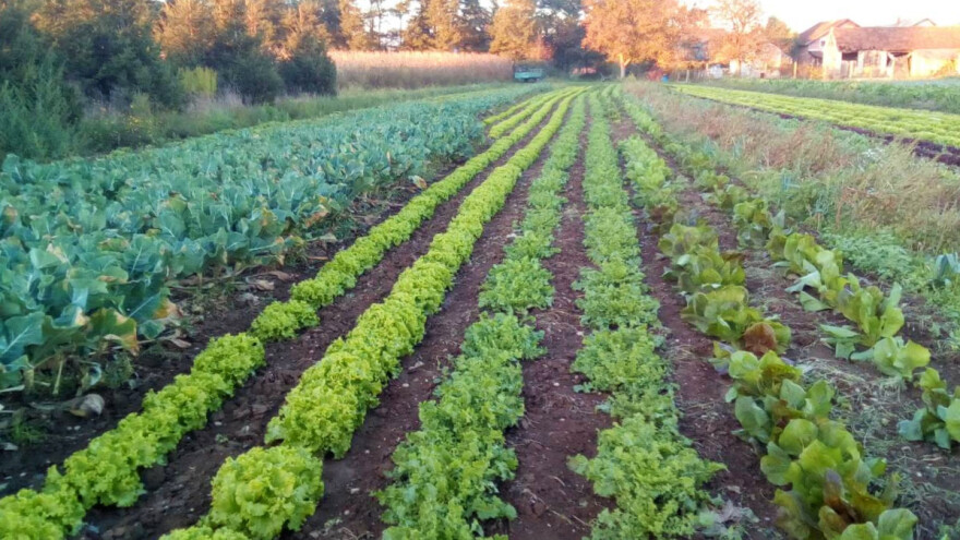 Kako uzgojiti zdravo i kvalitetno povrće na ekološki način?