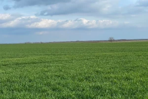 Zašto ozima pšenica posejana u proleće ne klasa i ne obrazuje seme?