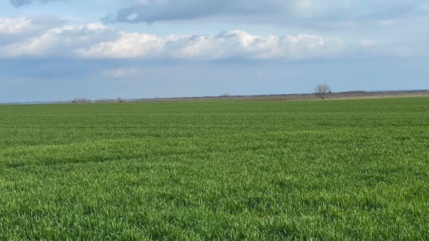 Zašto ozima pšenica posejana u proleće ne klasa i ne obrazuje seme?