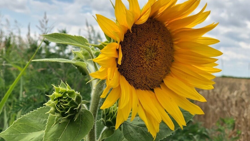 Kraj sedmice donosi prolazno pogoršanje, lokalno moguć i grad