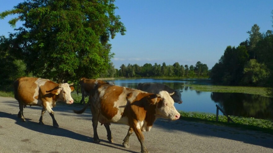 Goveda ostavljena na pašnjacima, ubijene zaštićene kornjače - znak su za uzbunu