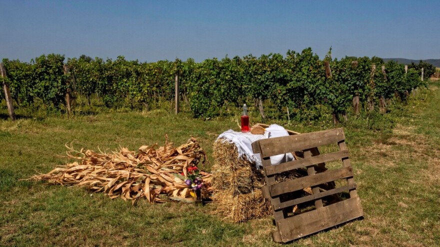 Mačkov Dan mladog portugizera ovog petka u Irigu