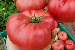 Tuta absoluta ugrožava bugarski roze paradajz
