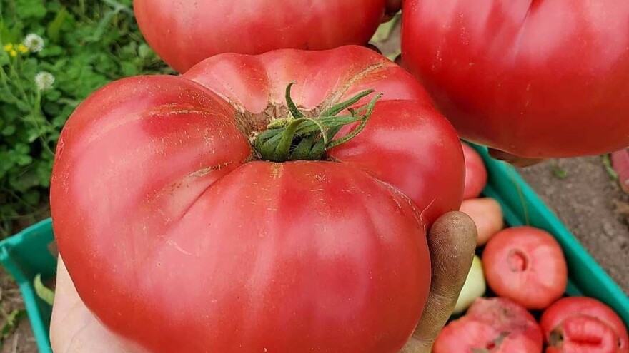 Tuta absoluta ugrožava bugarski roze paradajz