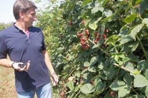 Kupinovo eko-vino iz Slavonije
